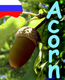   Acorn