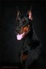   doberman